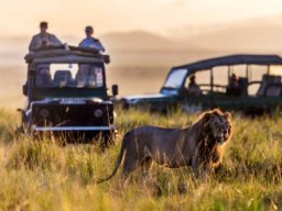 Serene Wildlife in Kenya